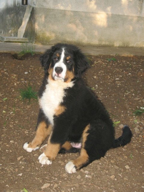 Arki-4 meseci