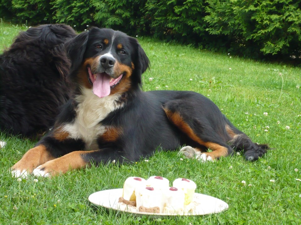 Ruby, 5.rojstni dan - foto povečava