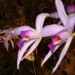 Dobrovnik (vzgoja orhidej in tropskega rastlinja)