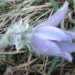 Bohor 05.04.2009