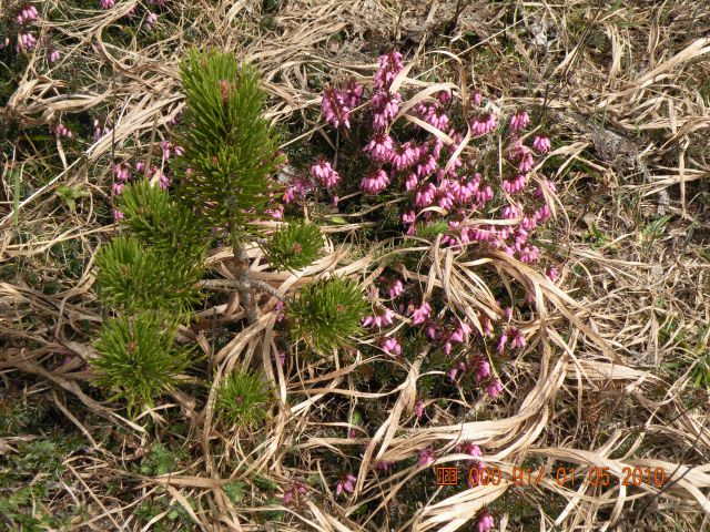 Snežnik 01 .05. 2010 - foto