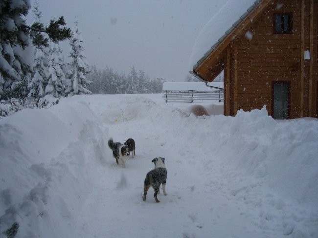 Kranjska Gora v snegu 26.-30.11.05 in Avstral - foto povečava