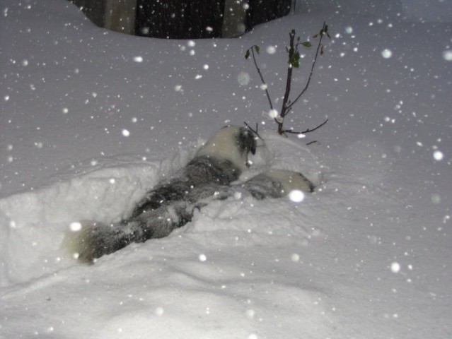 Kranjska Gora v snegu 26.-30.11.05 in Avstral - foto
