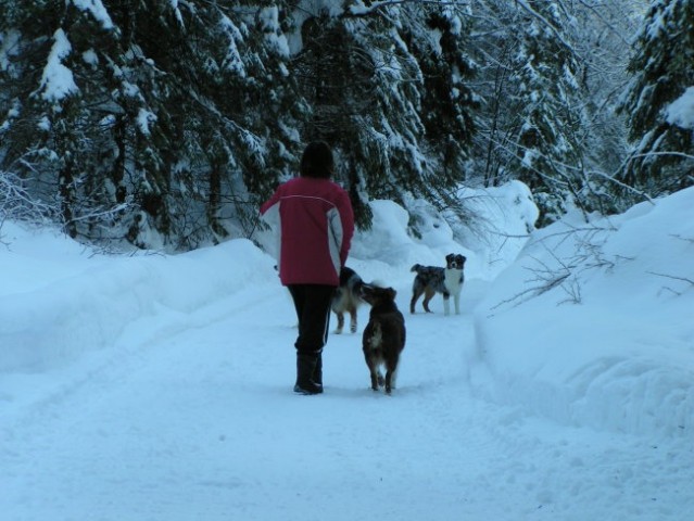 Zima v  Kranjski Gori z Aussiji dec 2005 - foto