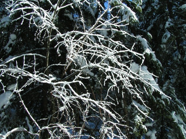 zimsko cvetje