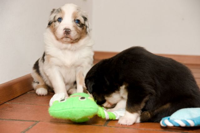 Alpine River Aussie puppies Terra 3/ 2010 - foto