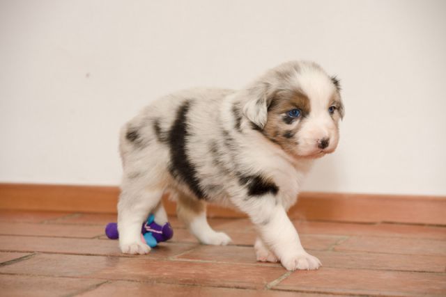 Alpine River Aussie puppies Terra 3/ 2010 - foto