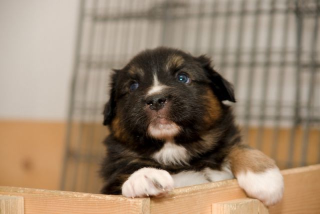 Alpine River Aussie puppies Terra 3/ 2010 - foto