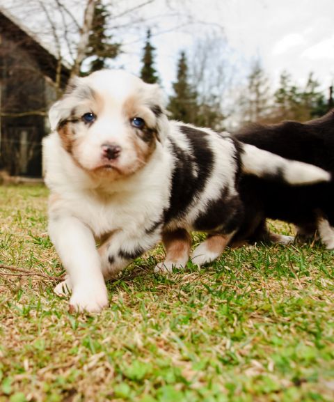 Alpine River Aussie puppies Terra 3/ 2010 - foto