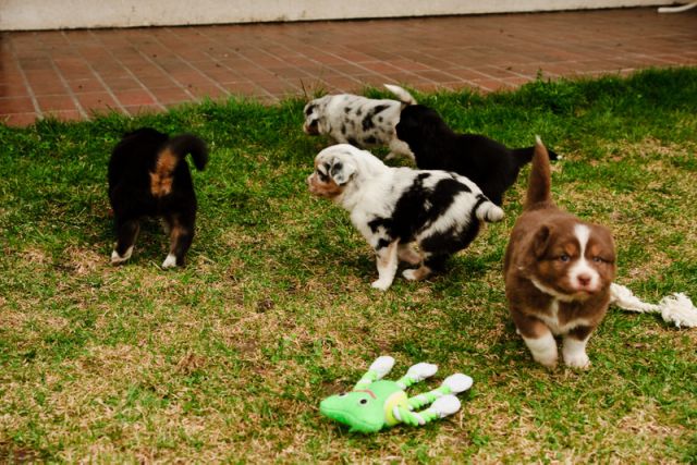 Alpine River Aussie puppies Terra 3/ 2010 - foto