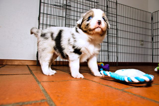 Alpine River Aussie puppies Terra 3/ 2010 - foto