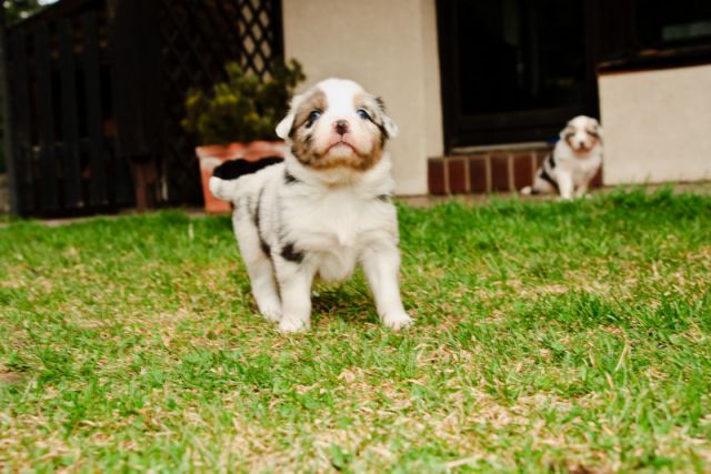 Alpine River Aussie puppies Terra 3/ 2010 - foto