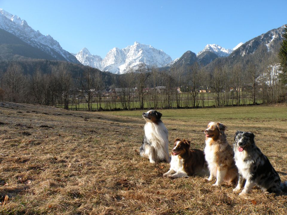 Alpine river aussie puppies 3/2010 terra - foto povečava