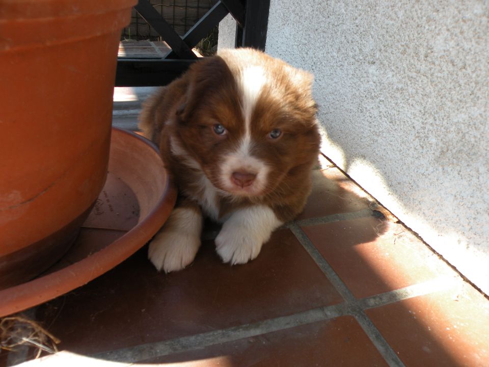Alpine river aussie puppies 3/2010 terra - foto povečava