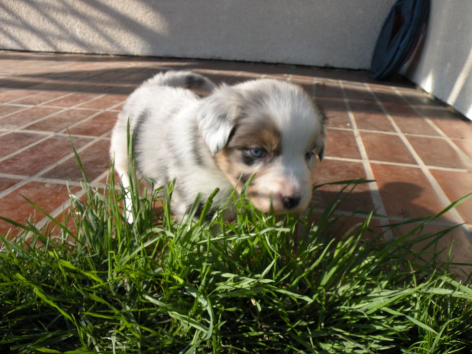 Alpine river aussie puppies 3/2010 terra - foto povečava