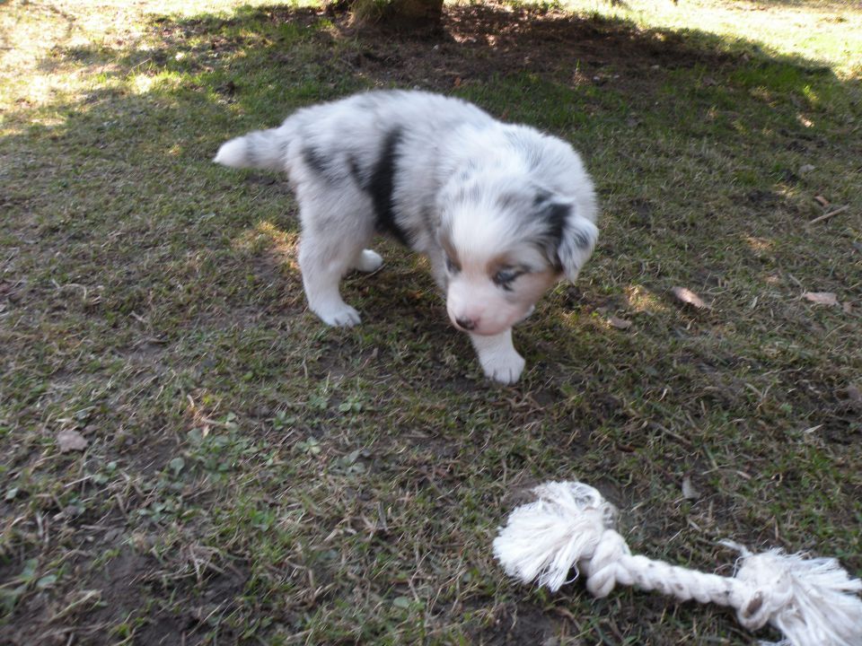 Alpine river aussie puppies 3/2010 terra - foto povečava