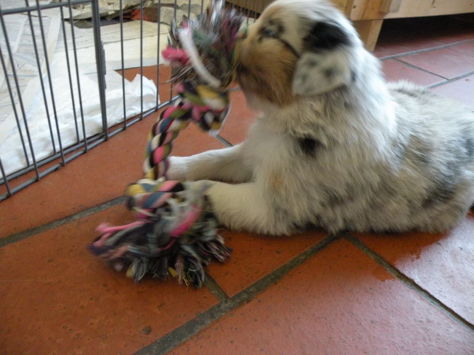 Alpine river aussie puppies 3/2010 terra - foto povečava