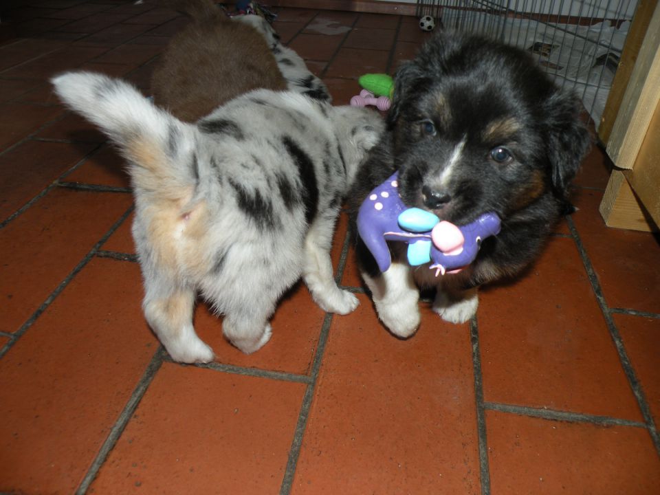 Alpine river aussie puppies 3/2010 terra - foto povečava