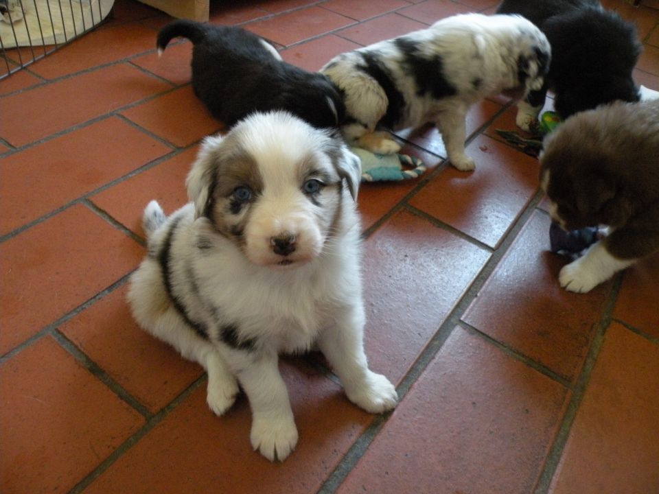 Alpine river aussie puppies 3/2010 terra - foto povečava