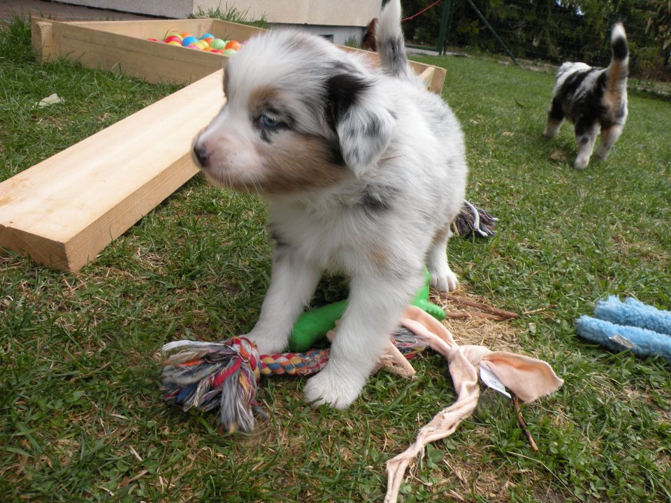 Alpine river aussie puppies 3/2010 terra - foto povečava