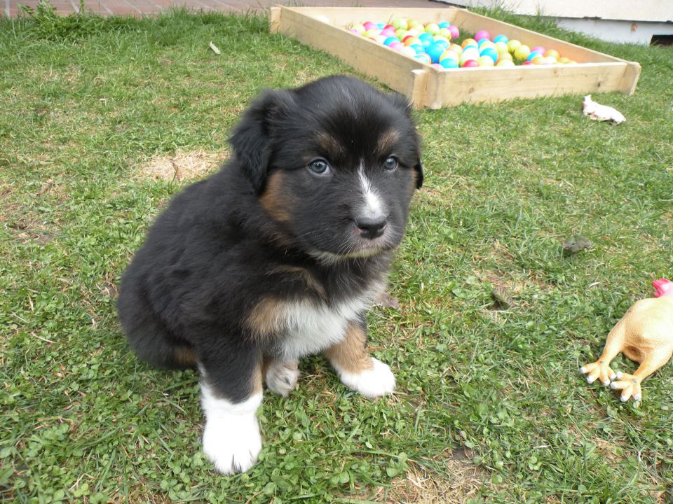 Alpine river aussie puppies 3/2010 terra - foto povečava