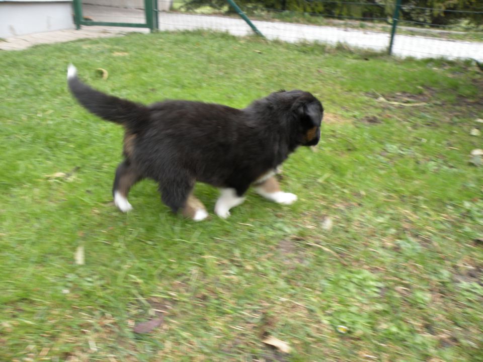 Alpine river aussie puppies 3/2010 terra - foto povečava