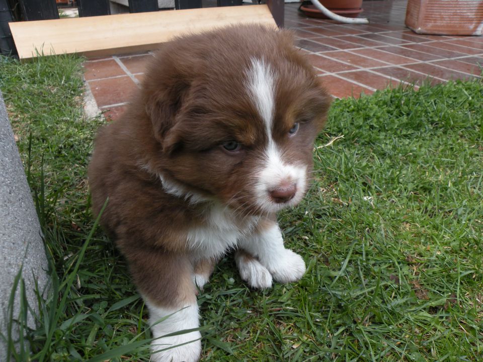 Alpine river aussie puppies 3/2010 terra - foto povečava