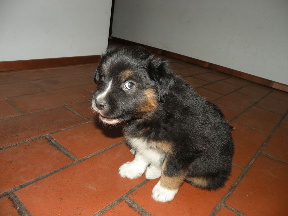 Alpine river aussie puppies 3/2010 terra - foto povečava