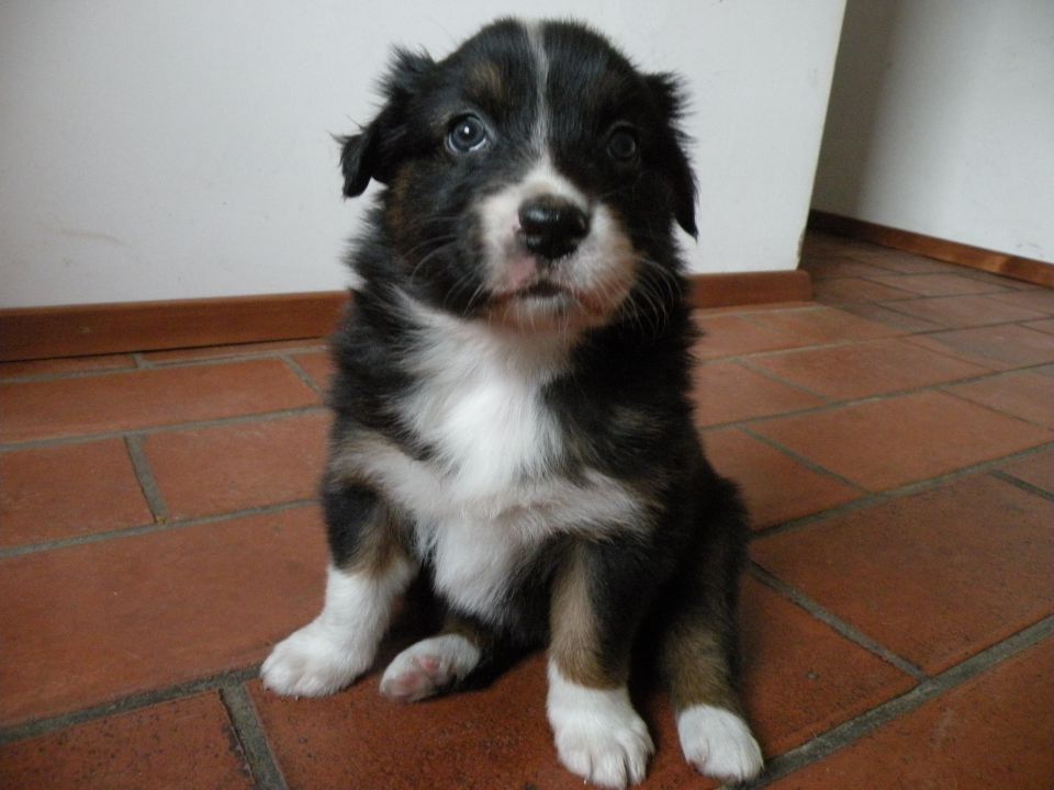 Alpine river aussie puppies 3/2010 terra - foto povečava