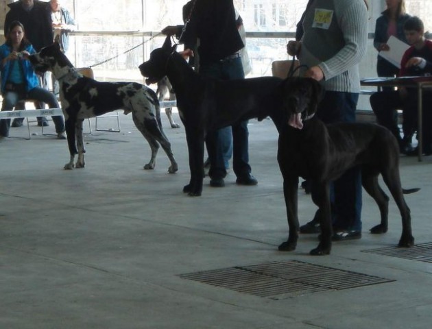 Izlozba Beograd 26.03. - foto