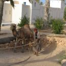 črpanje vode iz vodnjaka s pomočjo kamele