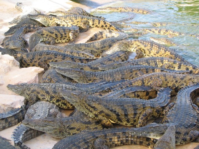  400 krokodilov čaka na kosilo