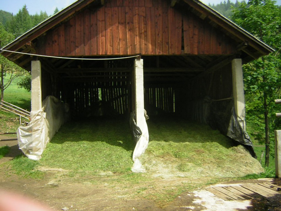 Siliranje 2008 - foto povečava