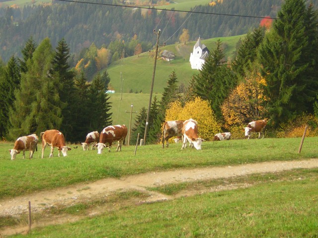Kmetija - foto