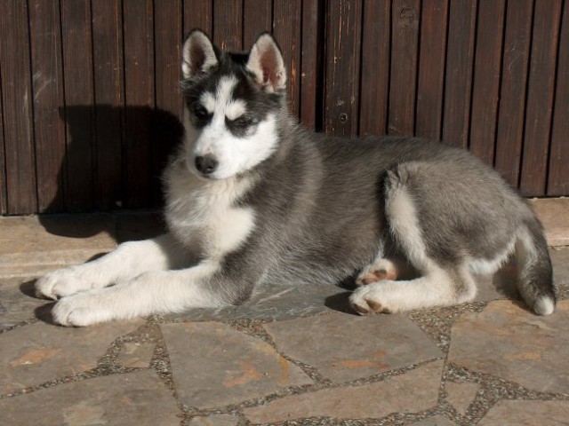 Alan - Sibirski husky - foto