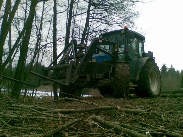 Golosek gozda - foto