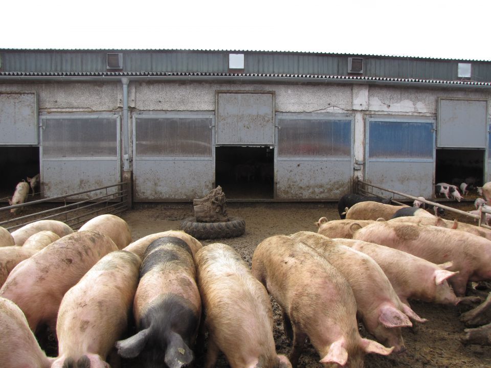 Češka_TF_2012 - foto povečava