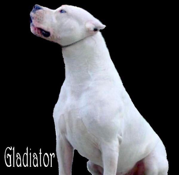 Gladiator - foto