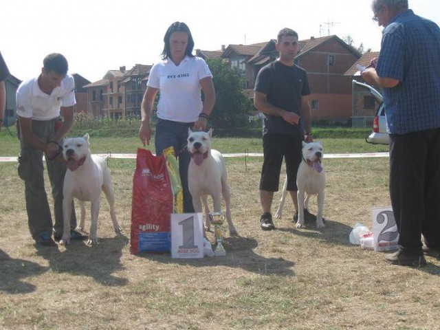 I mesto za odgajivacku grupu dogo primera - foto