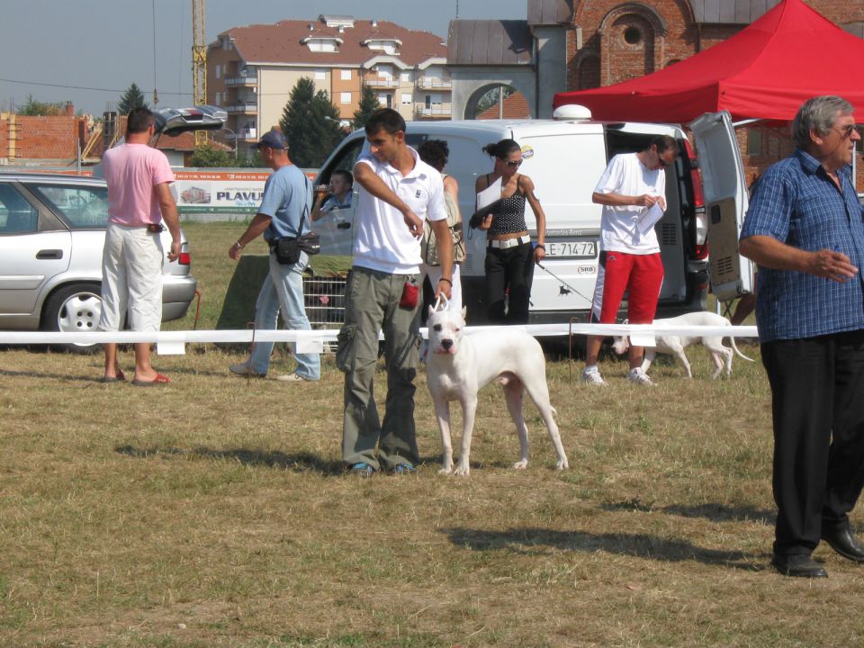 I mesto za odgajivacku grupu dogo primera - foto povečava