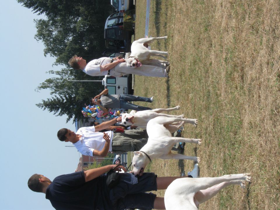 I mesto za odgajivacku grupu dogo primera - foto povečava