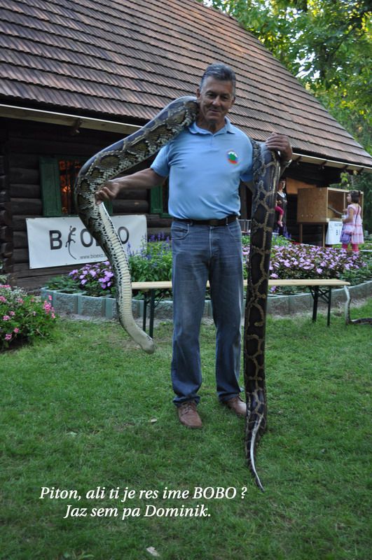 Piton Bibo - foto povečava