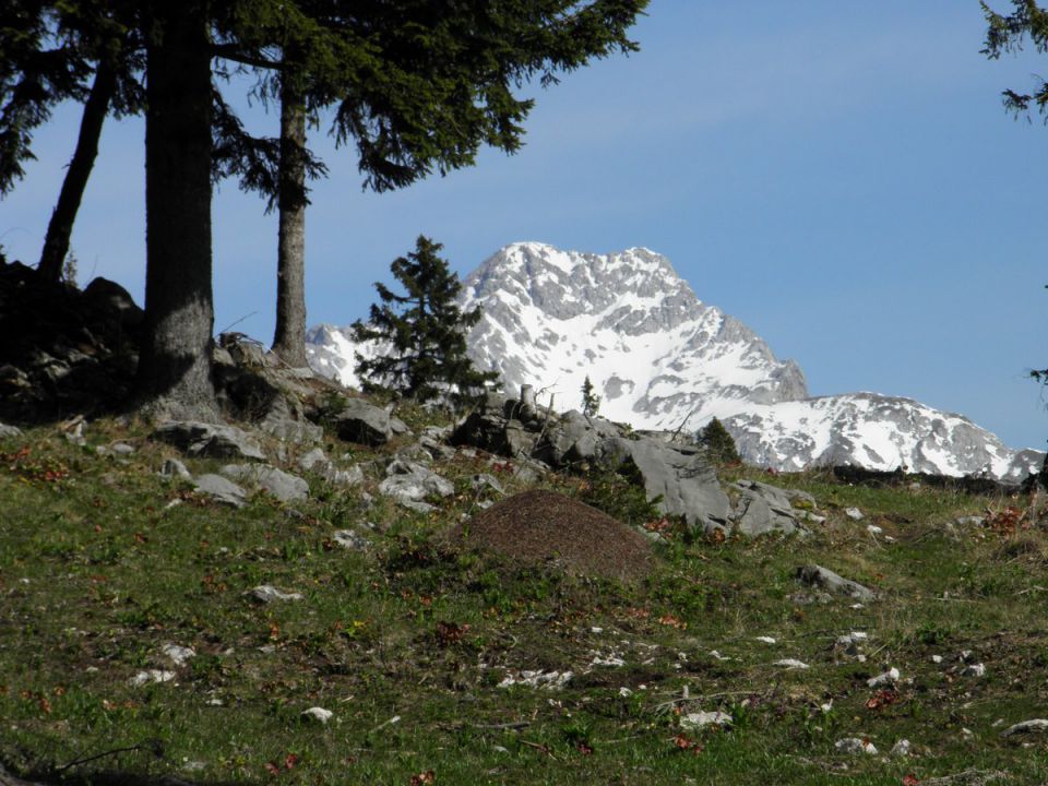 Velika planina - foto povečava