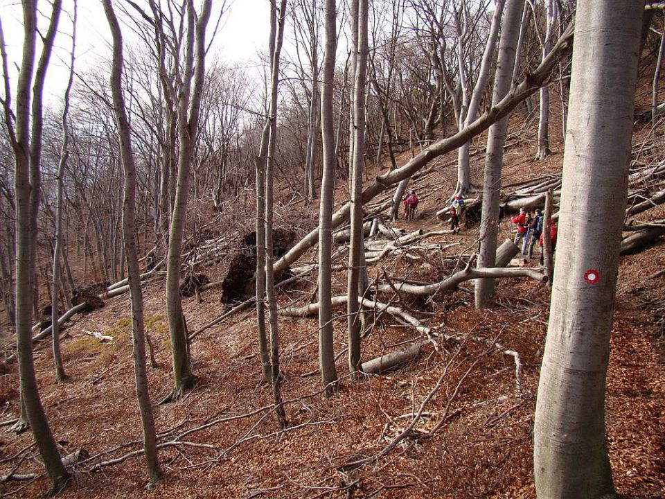 Poljčane-Boč-Dolga gora(Zupi)-26.12.09 - foto povečava