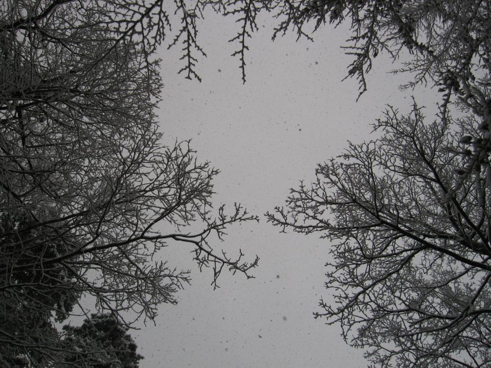 Celje-Brnica-Šmohor-Laško-30.1.2010 - foto povečava