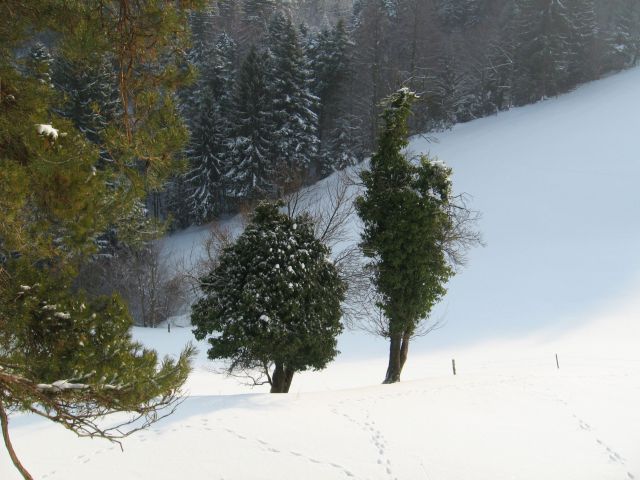 Dramlje-Žička kartuzija-Uršula-13.2.2010 - foto