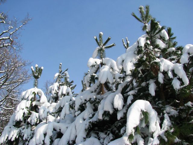 Dramlje-Žička kartuzija-Uršula-13.2.2010 - foto