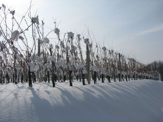 Dramlje-Žička kartuzija-Uršula-13.2.2010 - foto