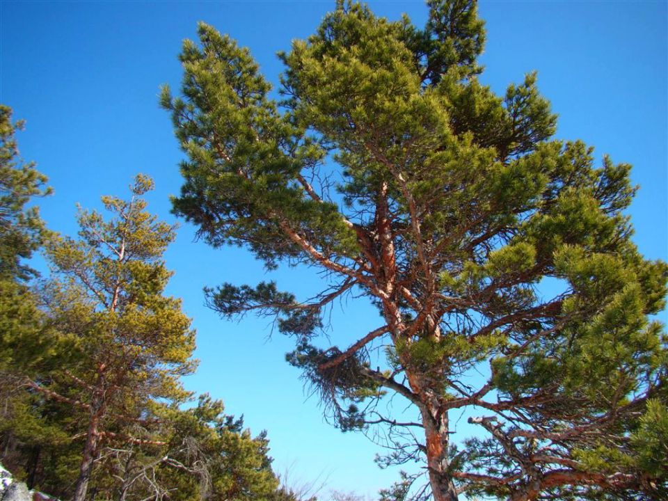 Krašnja-Limbarska gora-Trojane-14.3.2010 - foto povečava