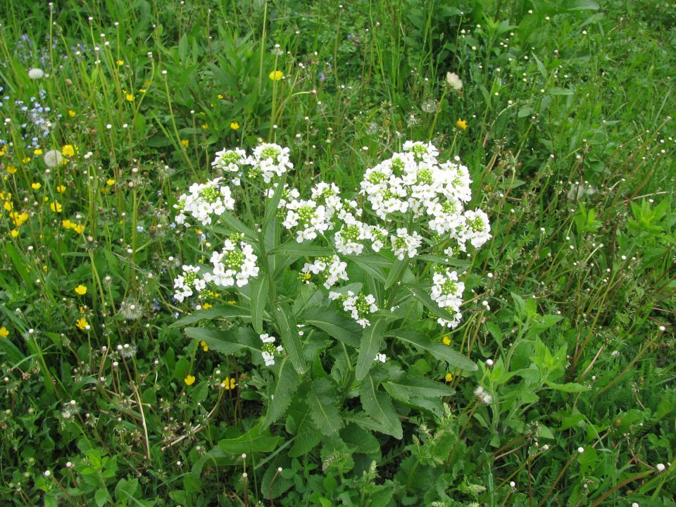 Štore-Svetina-Svetli dol-Žlajfa-8.5.2010 - foto povečava